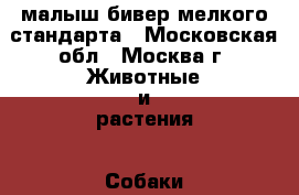 малыш бивер мелкого стандарта - Московская обл., Москва г. Животные и растения » Собаки   